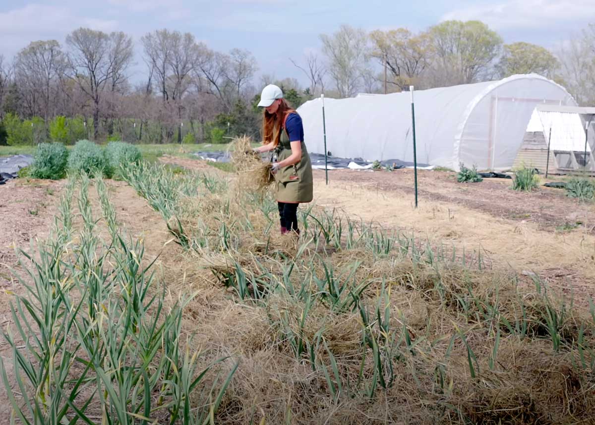 Adding hay to garlic as it grows.