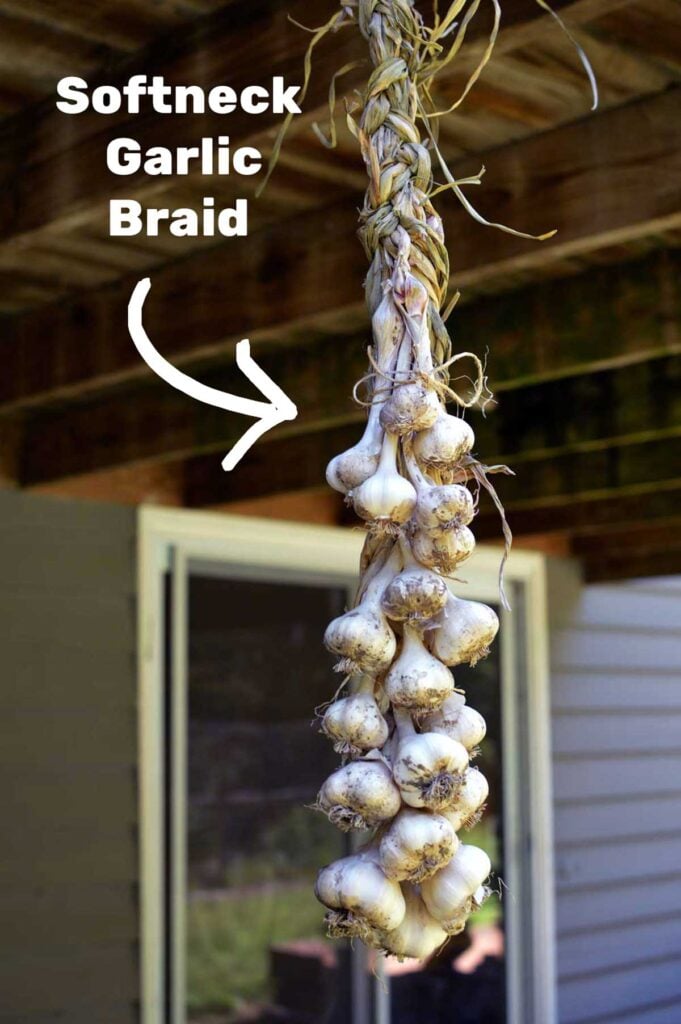 A braid of softneck hardneck garlic hanging under a deck to dry.