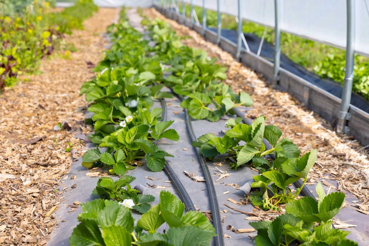 Strawberry plants are in rows and covered with paper mulch.