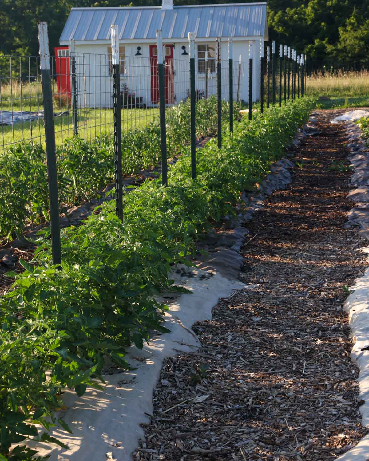 Tomatoes in a garden row with paper mulch underneath.
