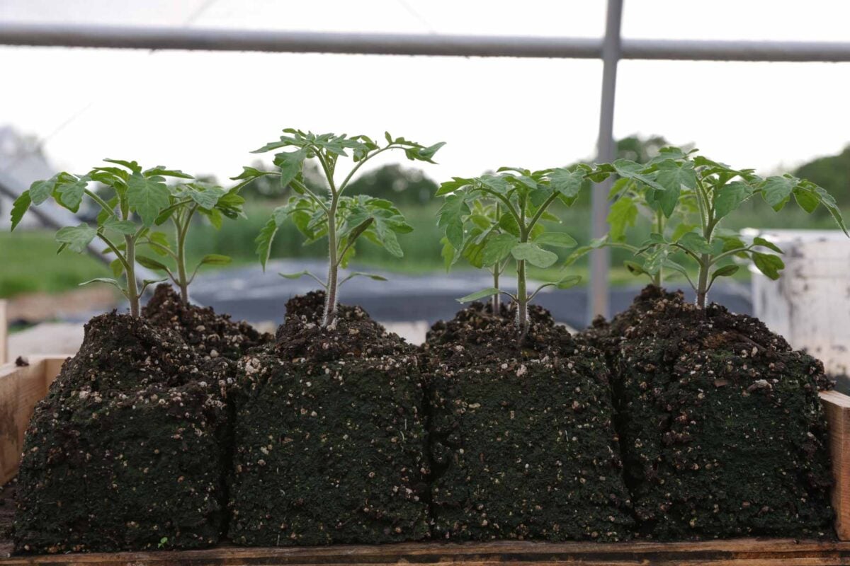 A view of the same tomato seedlings in four inch soil blocks from the side.