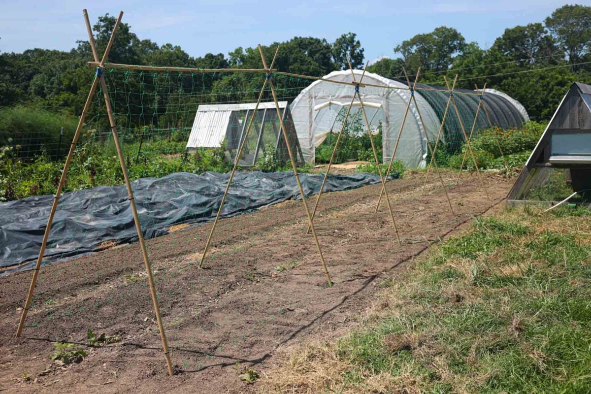 Tall and thick bamboo stakes are tied together to make a pole bean trellis.