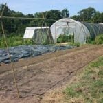 Tall and thick bamboo stakes are tied together to make a pole bean trellis.