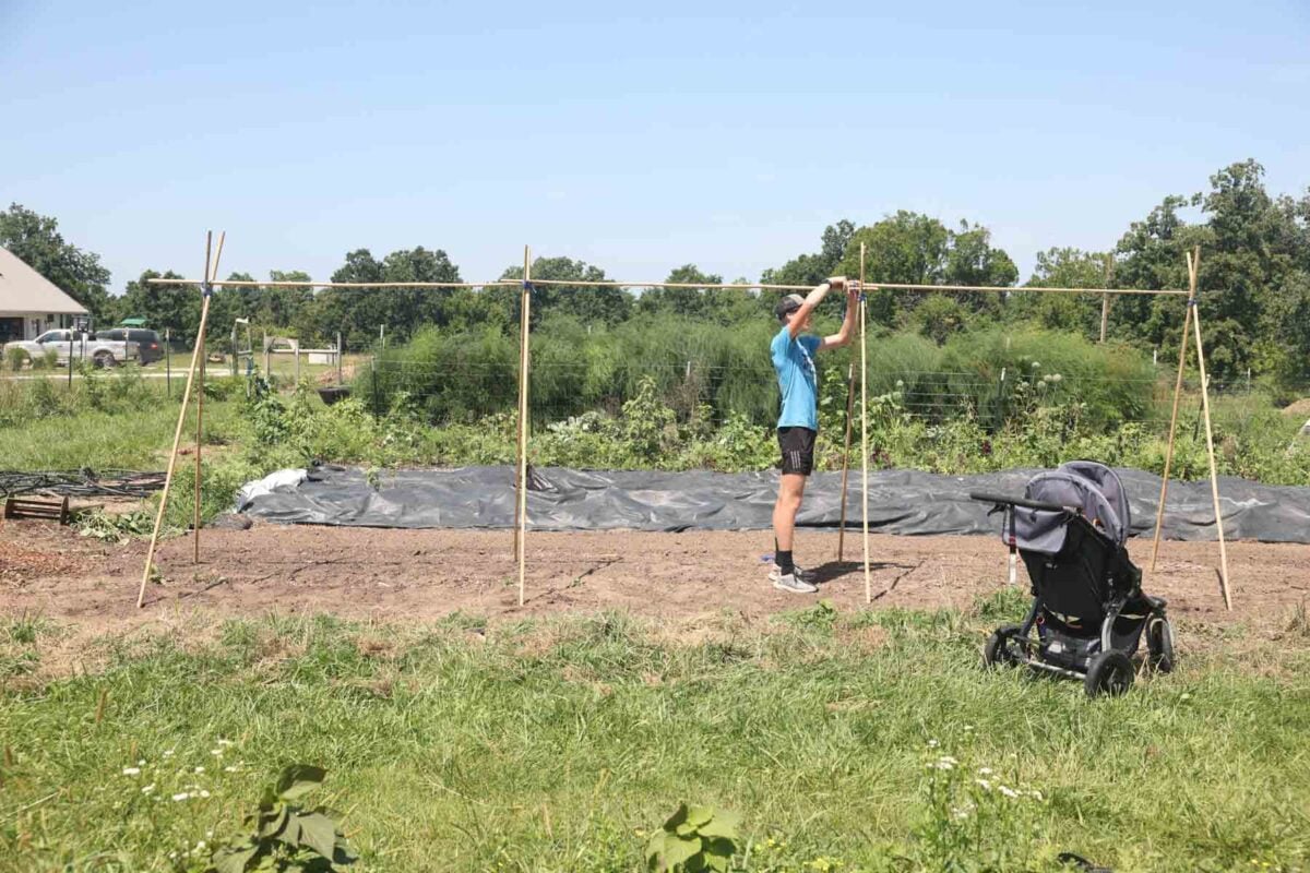 securing four segments of bean trellis in the garden after standing them up