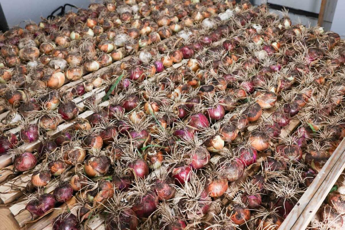 a diy rack full of onions, ready for drying