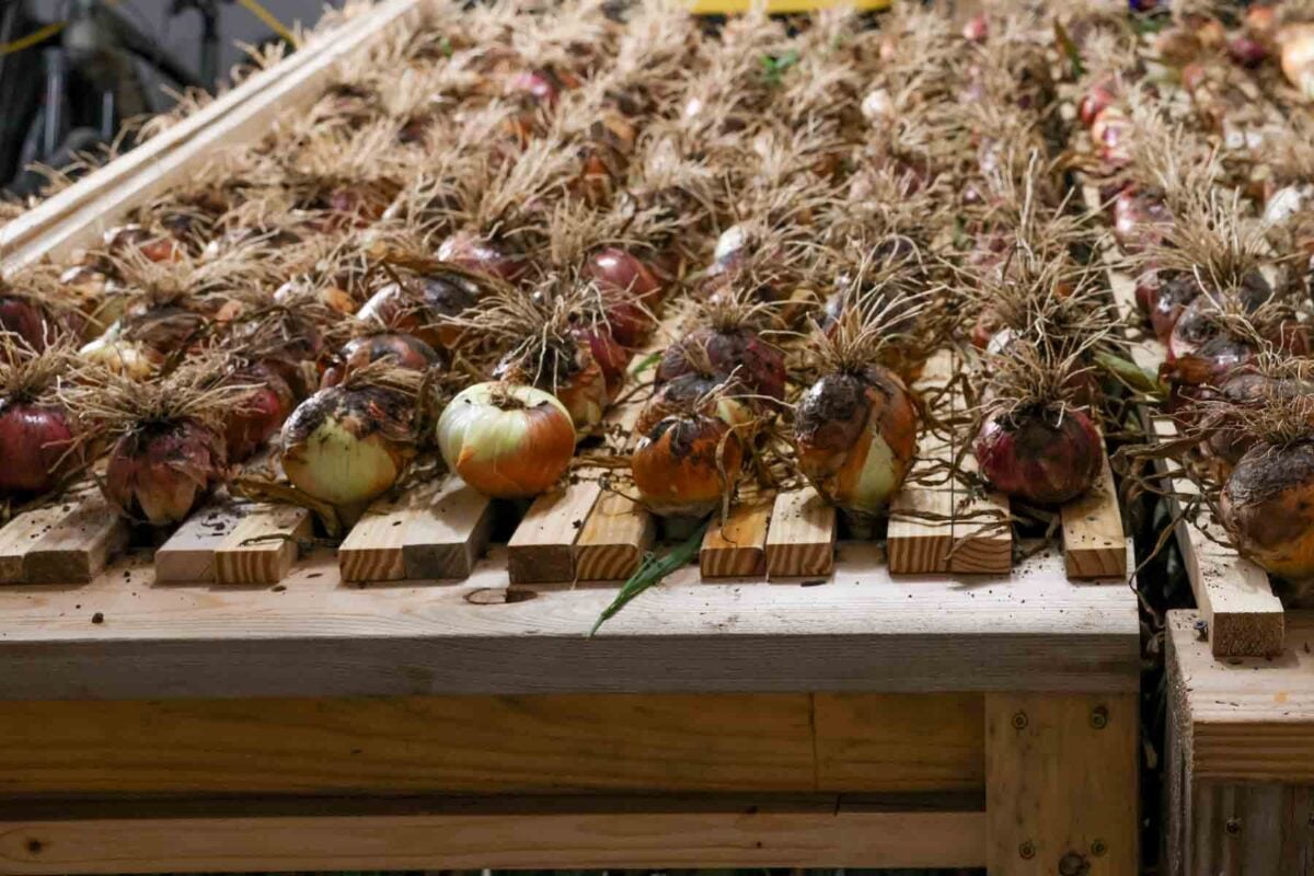 Onions on a drying rack.