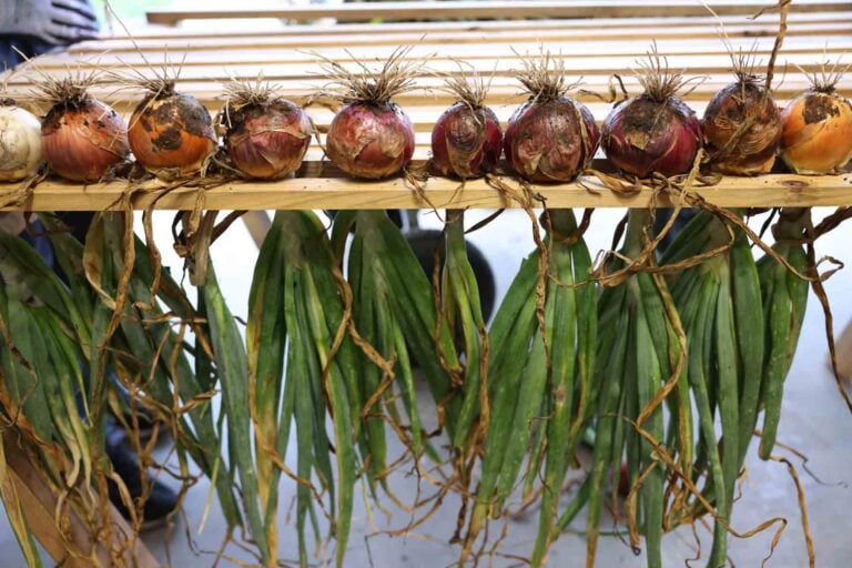 A drying rack for onions using one by two boards.