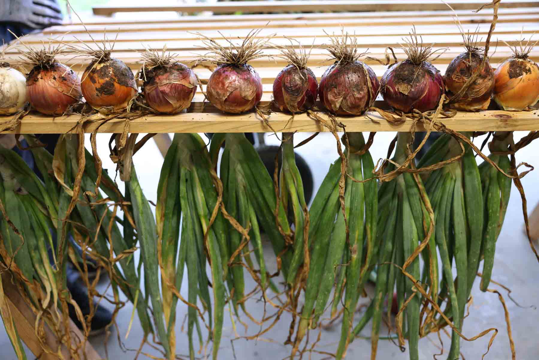 A drying rack for onions using one by two boards.