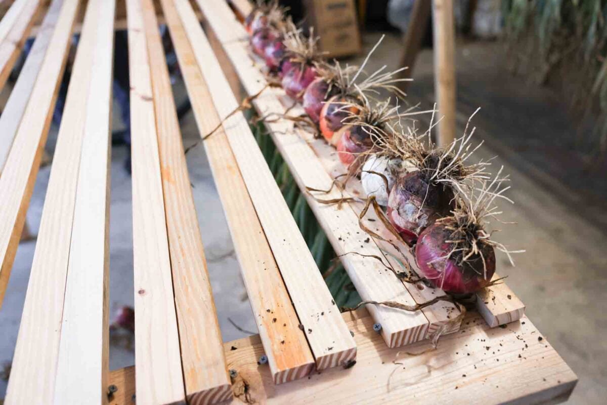 onions in a row on the diy drying rack