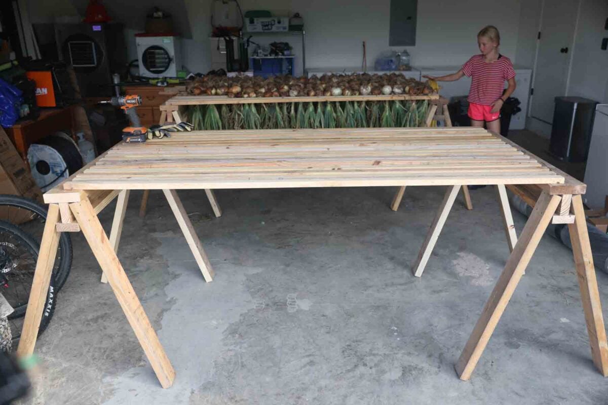 wood drying racks for onions and garlic made out of two sawhorses and wood sticks