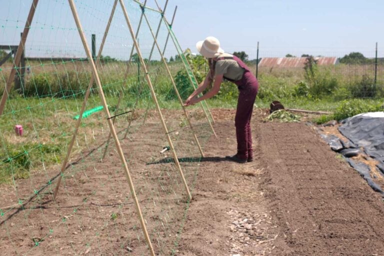 How to Build a Pole Bean Trellis