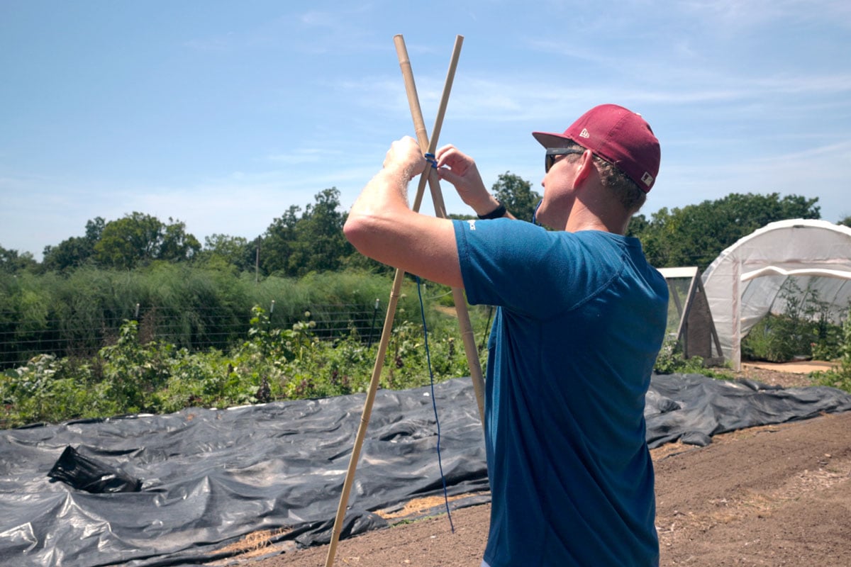 sturdying two bamboo cross members as part of the bean trellis