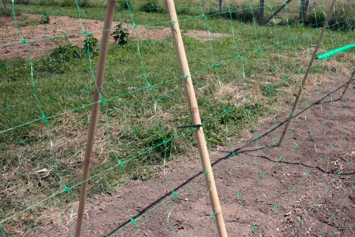 Closeup of the green netting after being laid out and stretched on the bamboo frames.