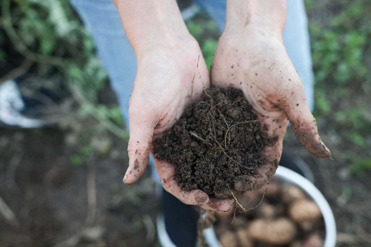 Soil that isn't to wet or dry being held in hands is perfect timing for harvesting potatoes.