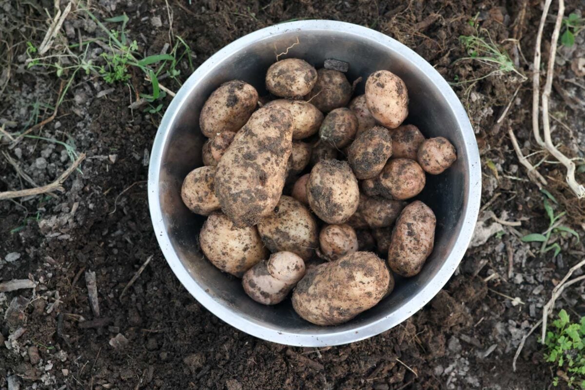 Freshly harvest potatoes in a bowl with soil still on them.