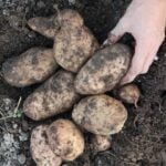 a hand grabs potatoes that have been dug up.