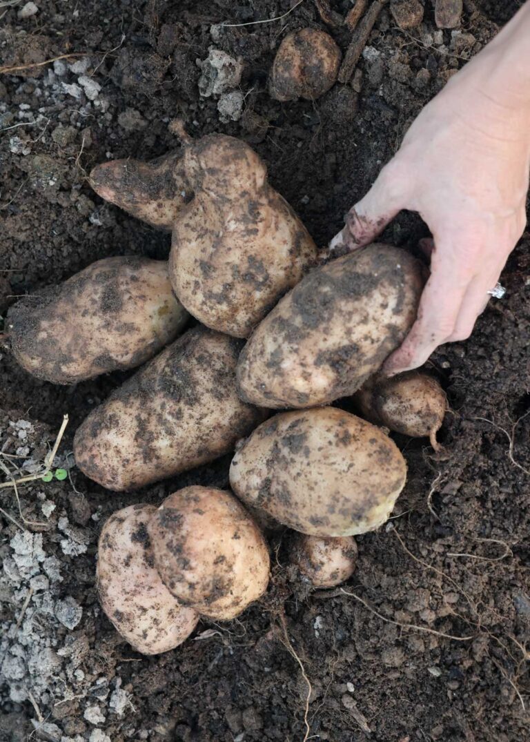 a hand grabs potatoes that have been dug up.