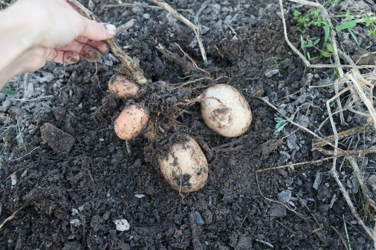 Mature potatoes are dug up and have a dead stem.