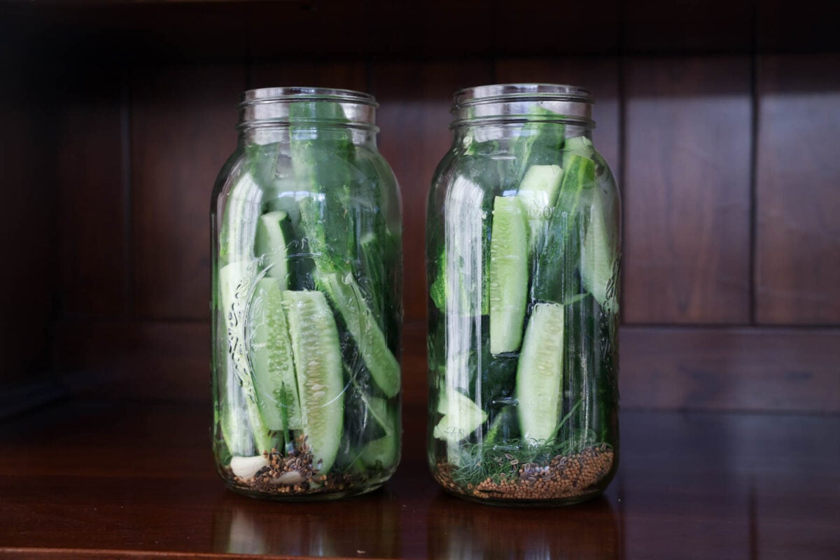 Cucumbers in half gallon size jars with spices and dill.