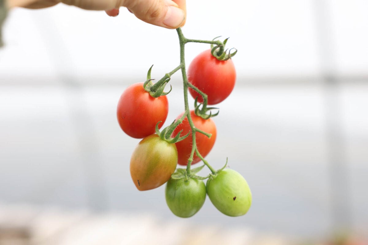A cluster of cherry tomatoes is picked and it has red, green, and turning tomatoes.