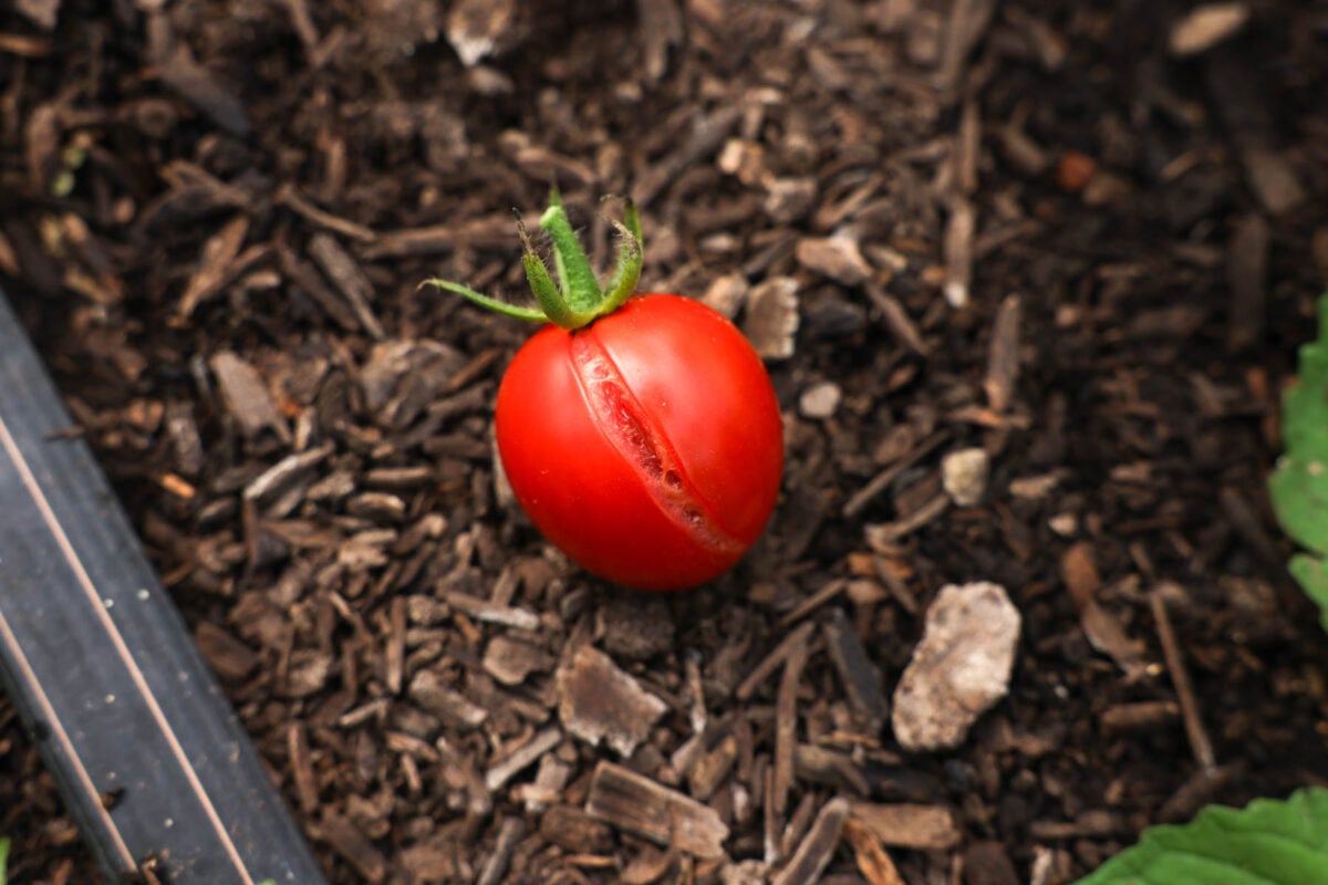 A cherry tomato is split from taking in too much water.