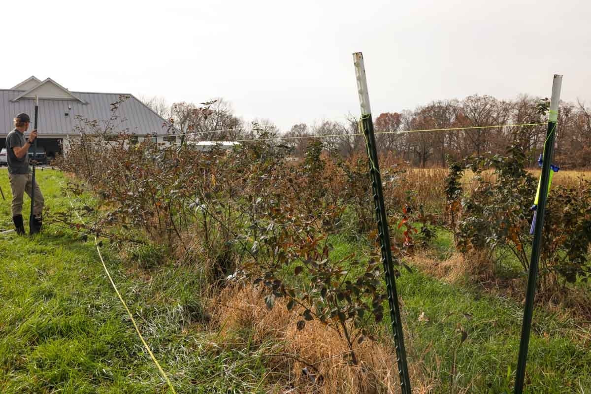 t posts and a blackberry trellis