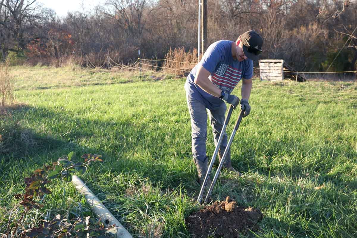 Best DIY Blackberry Trellis (Get Huge Yields!) - The Seasonal Homestead, image size:1200x800