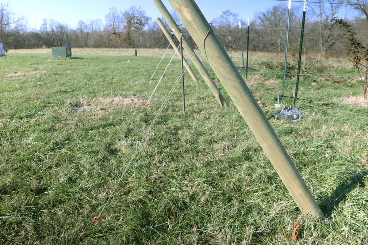 three blackberry trellis end posts with guy wires attached, nice and tight.