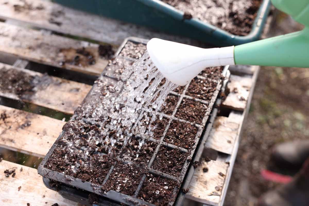 The planted tomato seeds are covered and watered with a watering can.
