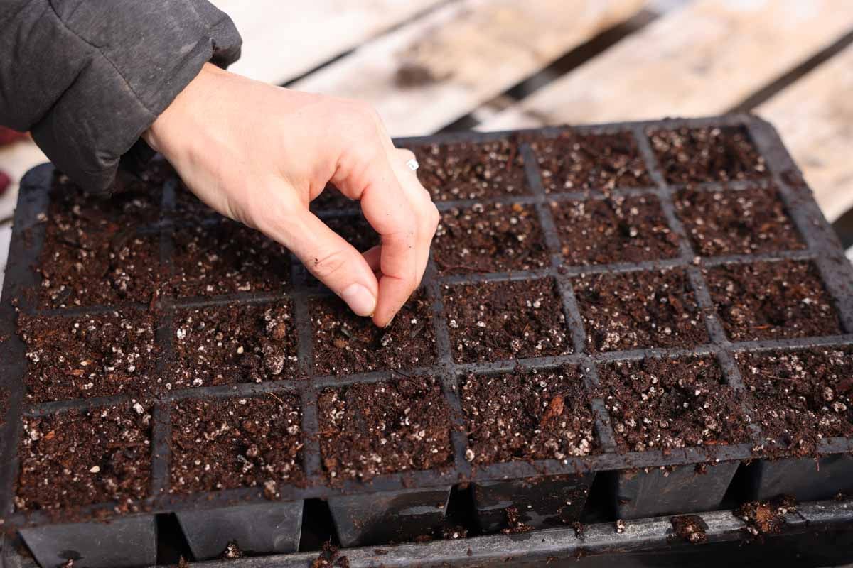 Tomato seeds are placed in quarter inch holes in the soil.
