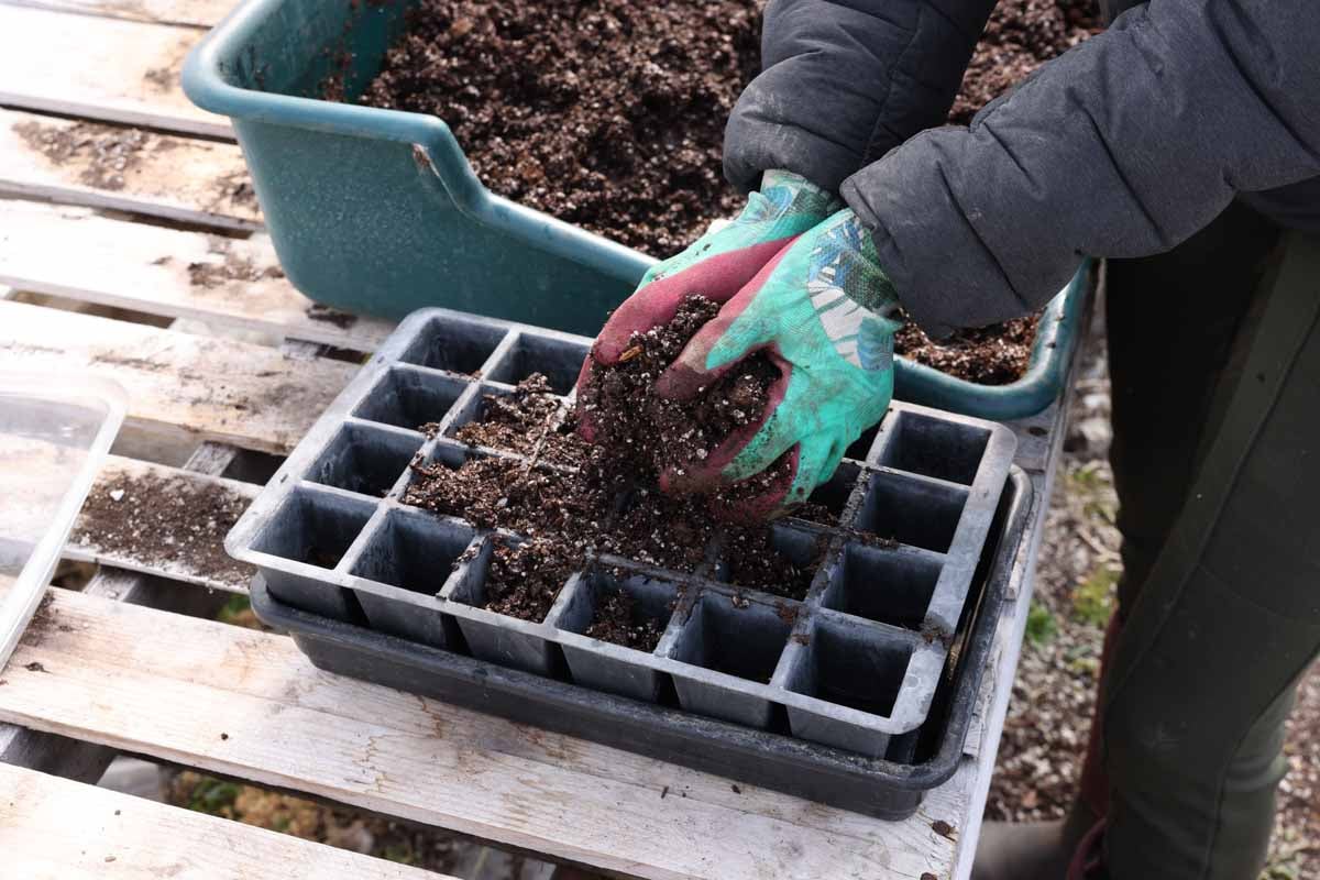 Wet seed starting mix is placed in a cell tray.