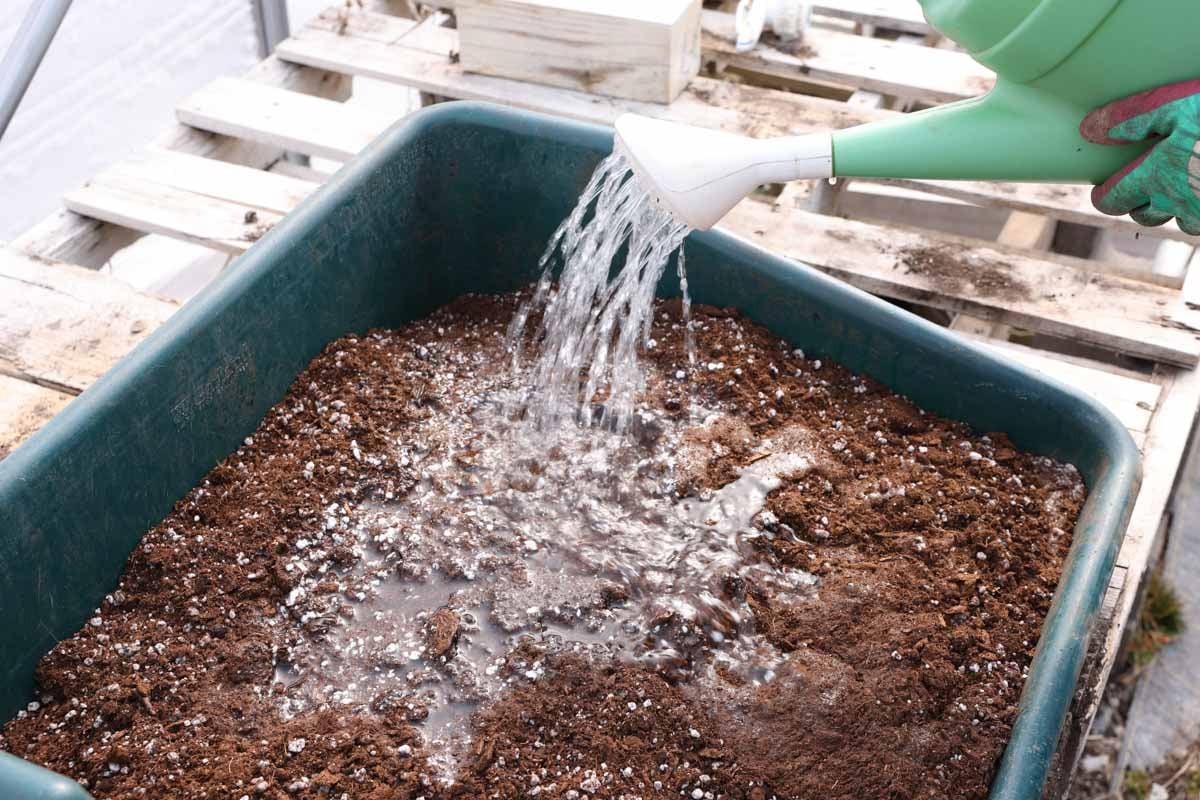Seed starting mix is wet down prior to planting.