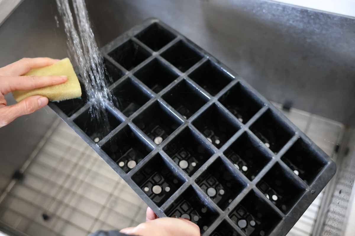 A cell tray gets cleaned prior to planting tomatoes.