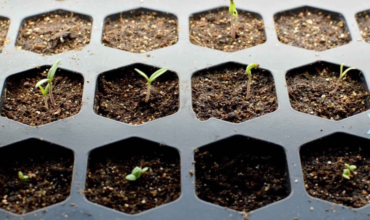 Tomato seedlings sprout in a cell tray.