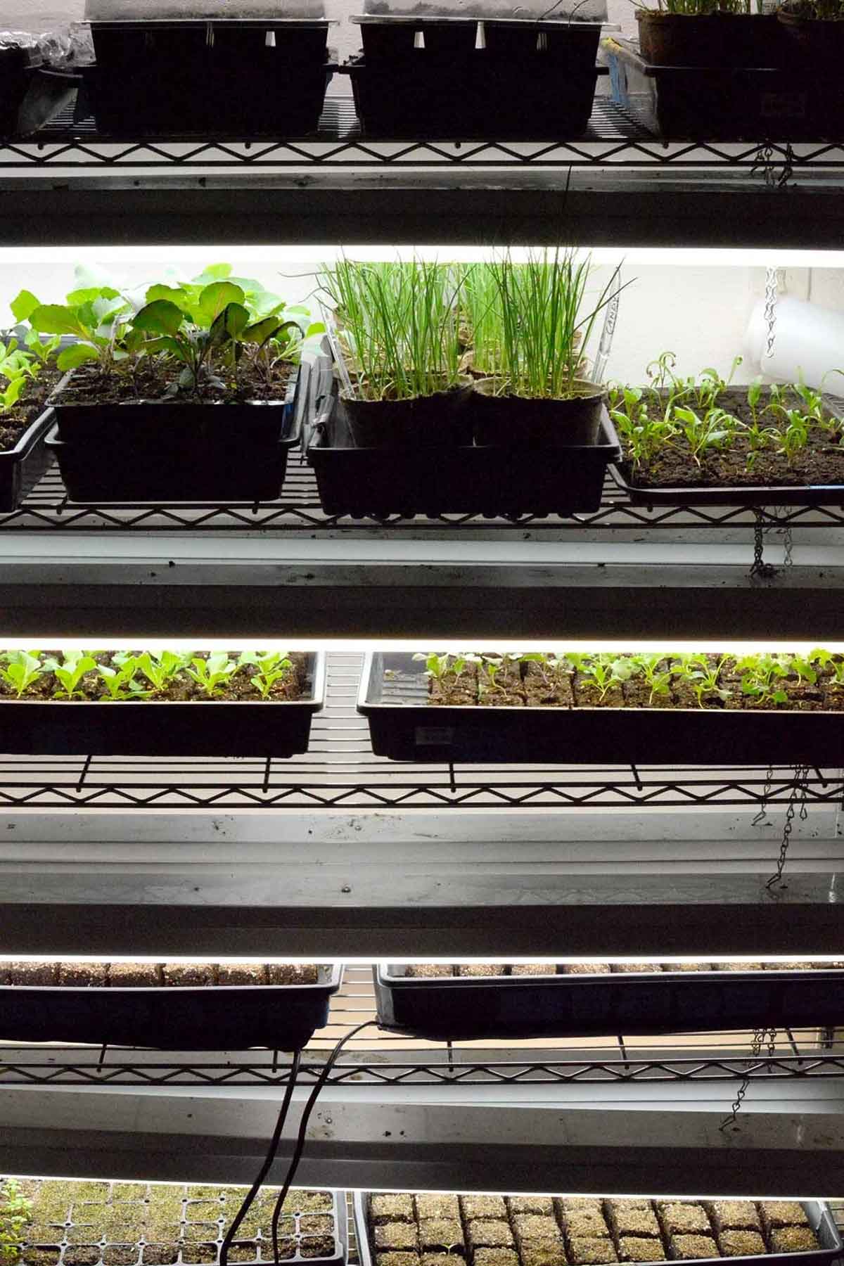 A shelving unit filled with trays of seedlings.