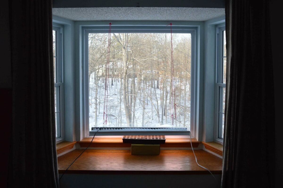 Seedlings in a cell tray by a large window with lights placed over top suspended by strings from the ceiling.