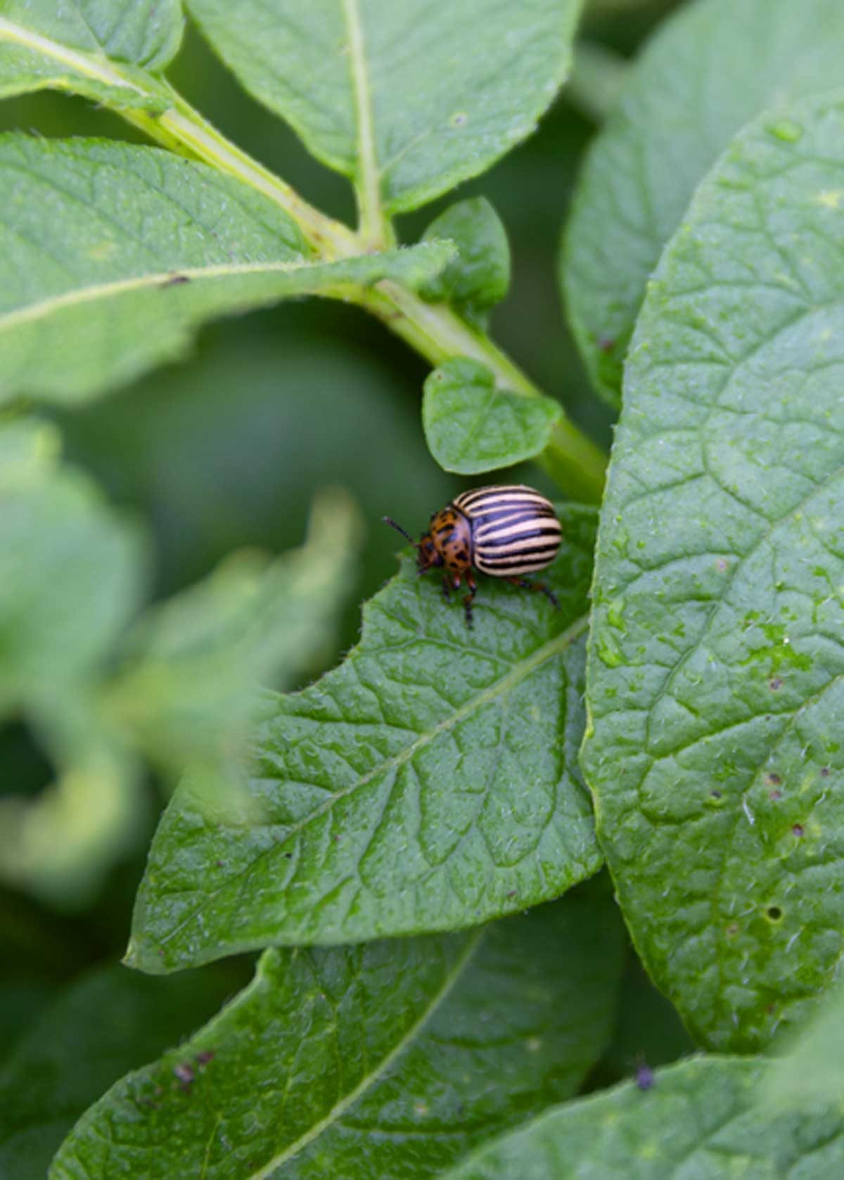 An adult size colorado potato beetle.
