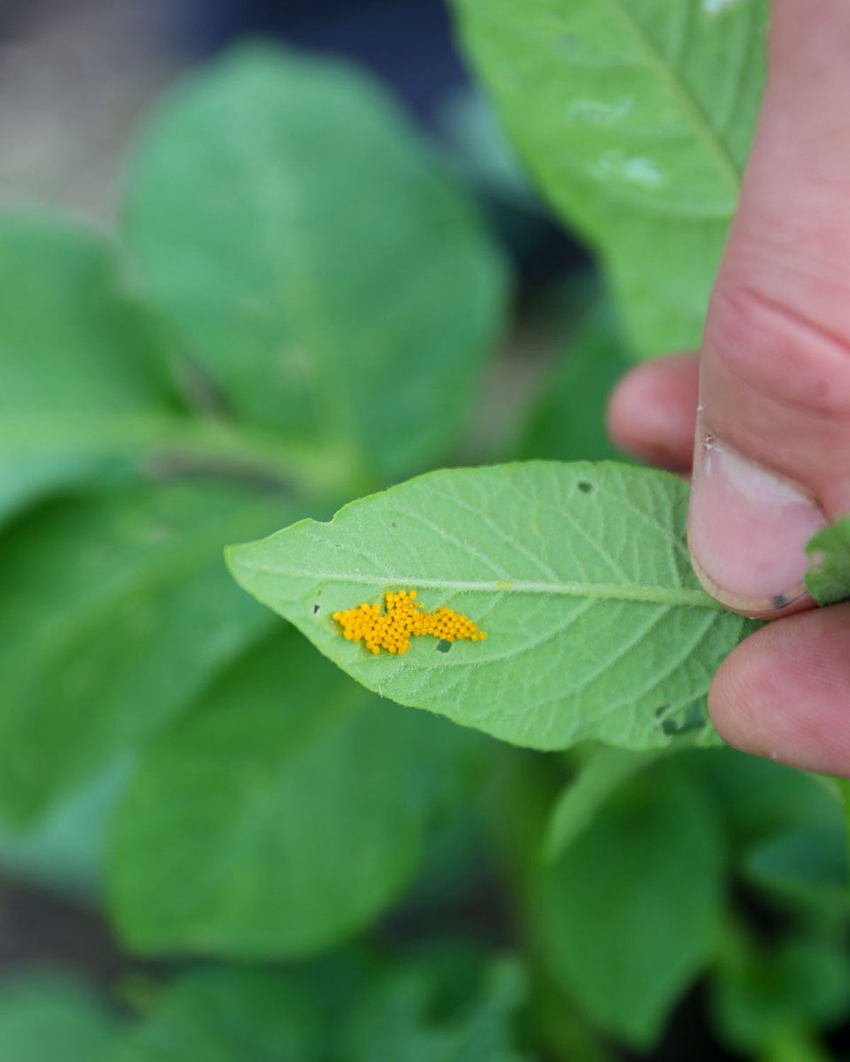 Bright yellow orange eggs of the colorado potato beetle on the back of a green leaf.