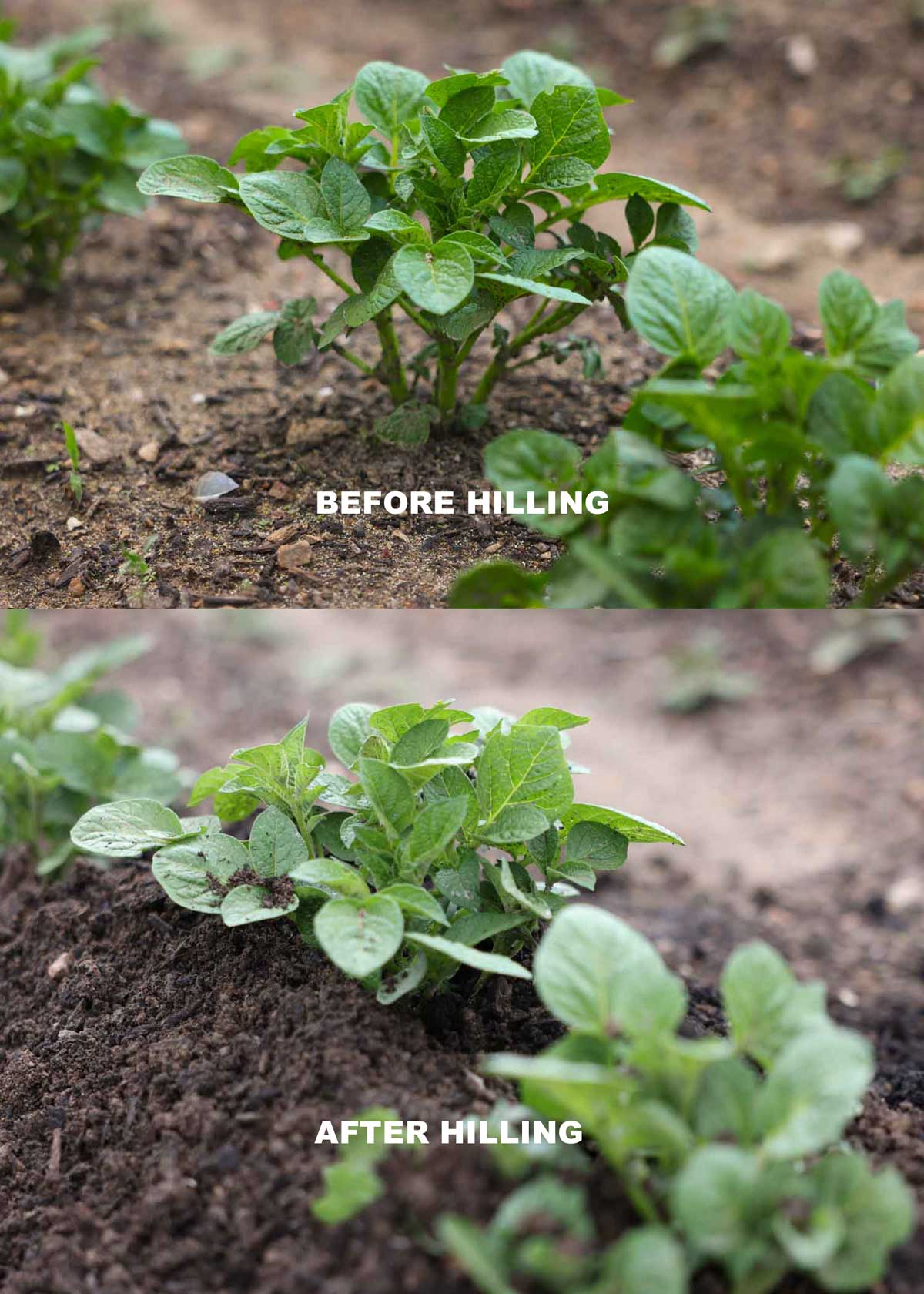 Two pictures of potatoes at about 6 inches tall. One is taken before hilling and the second shows soil hilled up next to the plant covering the stems.