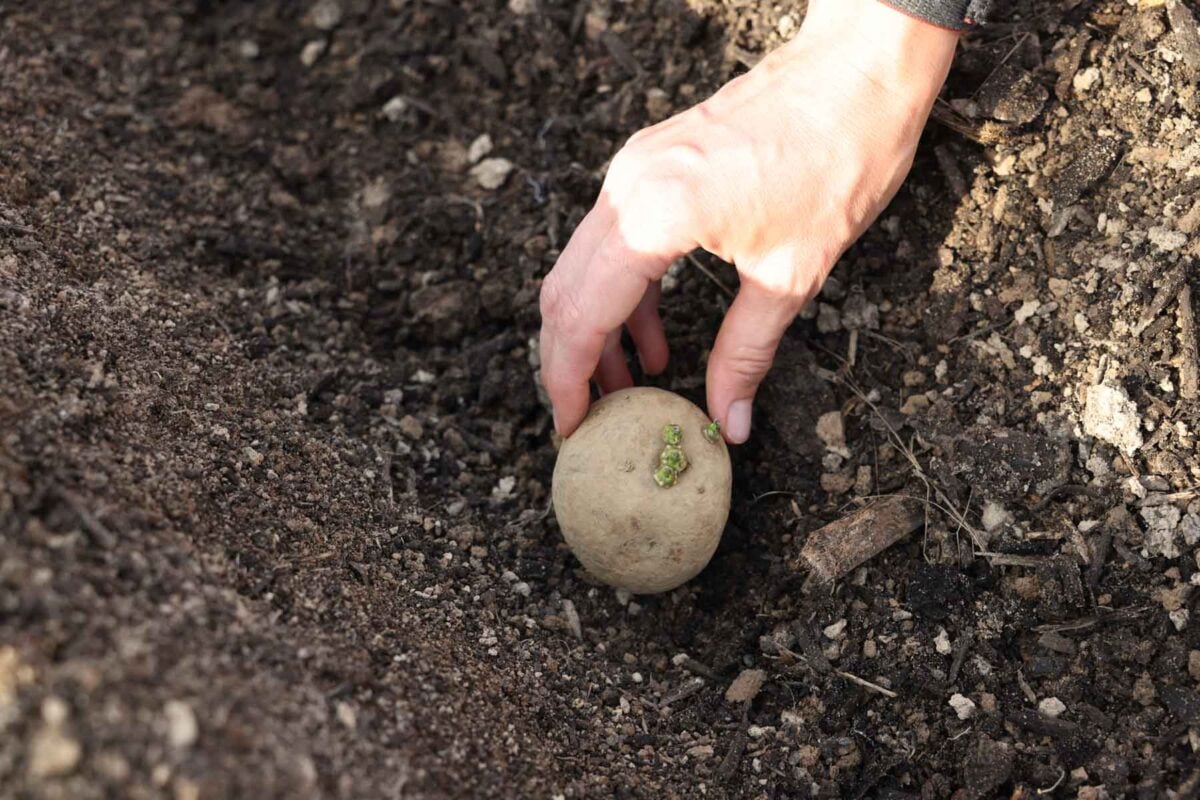 A hand places a potato in the ground in a furrow to plant it. 