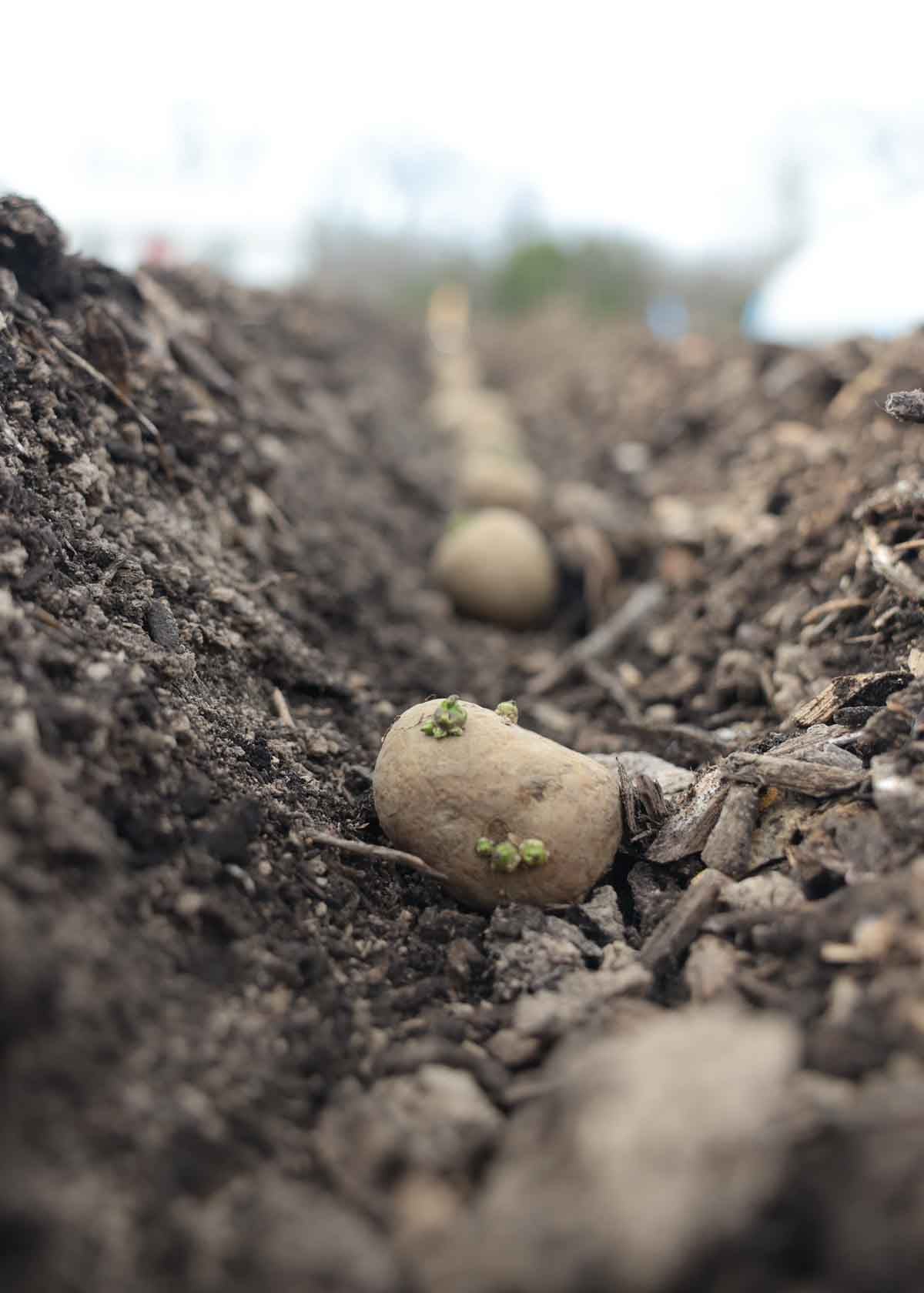 A green sprouted potato is in a furrow.