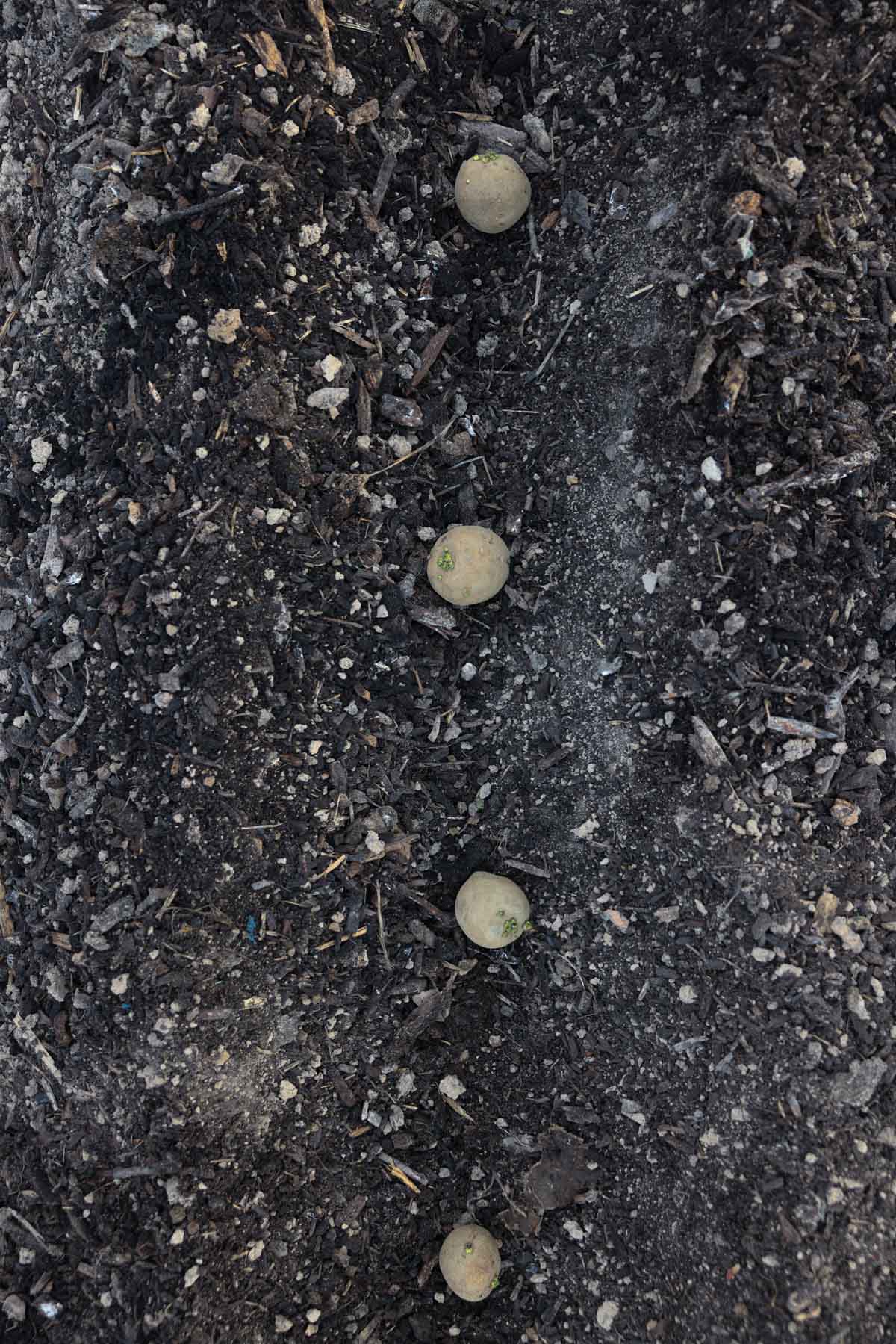 Green sprouted potatoes are in the ground spaced twelve inches apart.