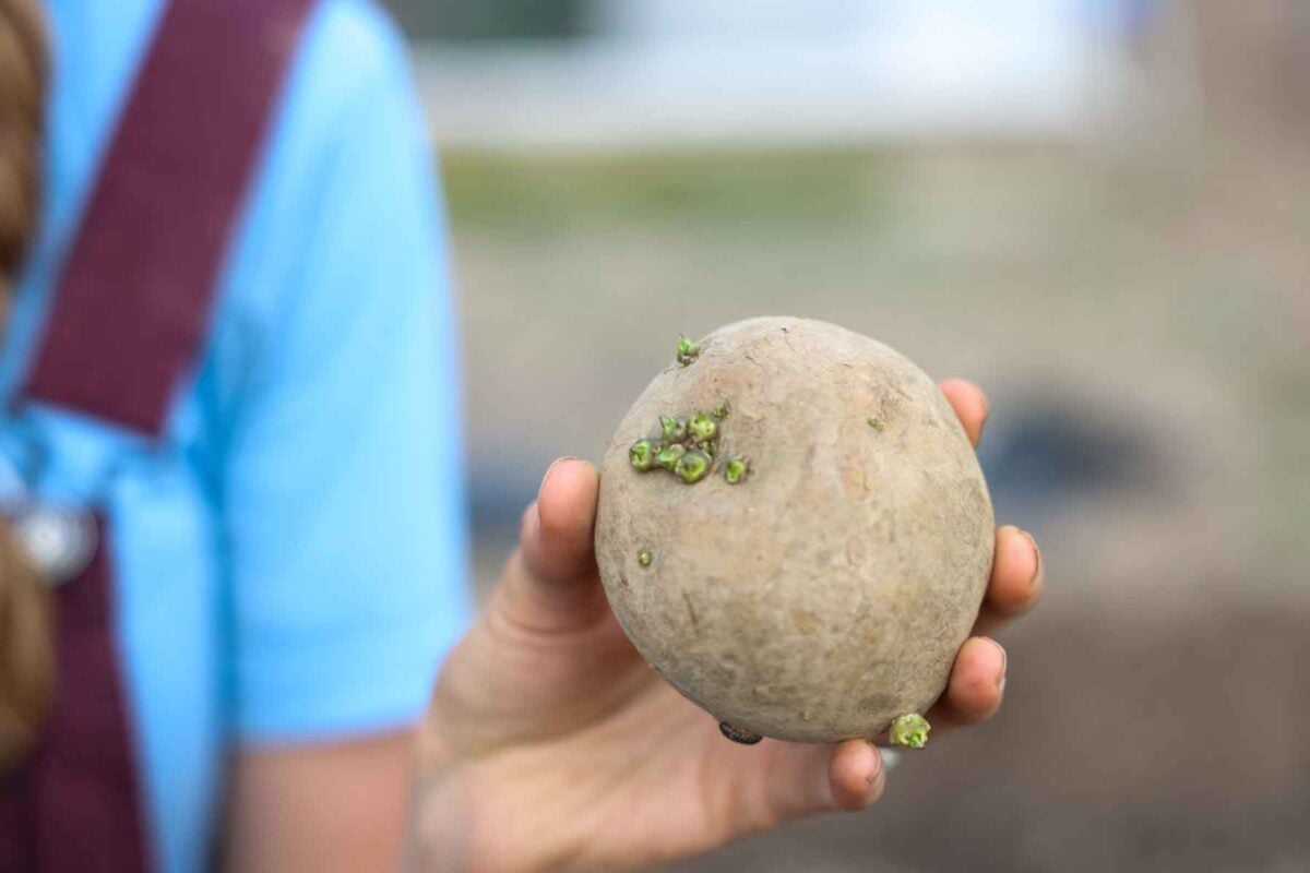 A green spouted potato is held in a hand.