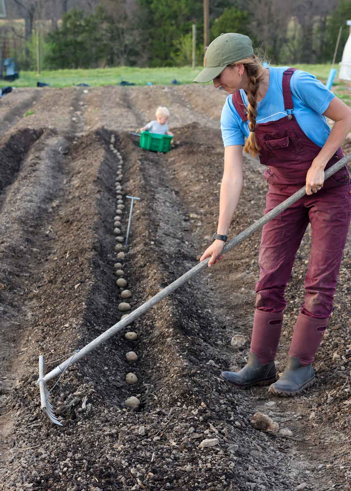 A rake covers potatoes in a furro with a few inches of soil.
