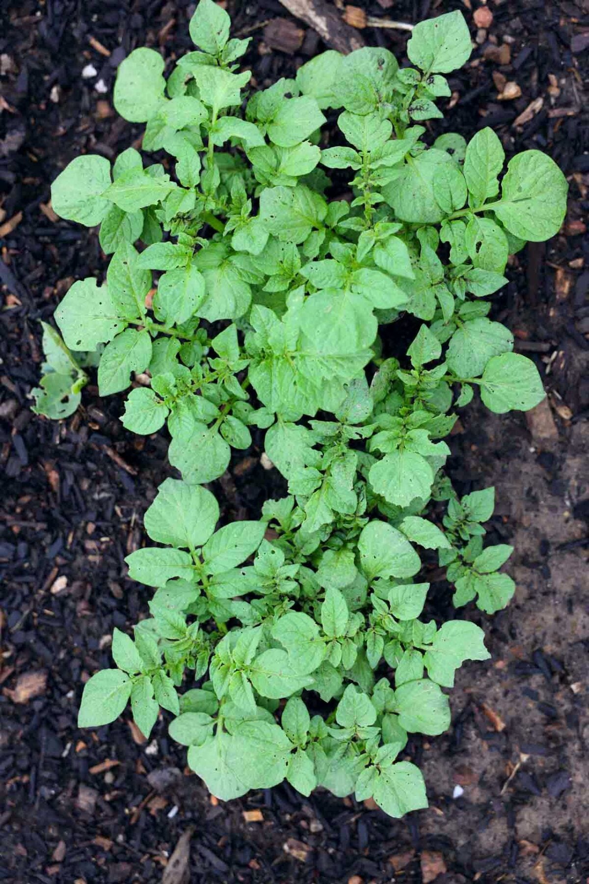 Potatoes growing with lush, green growth.