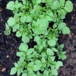 Potatoes growing with lush, green growth.