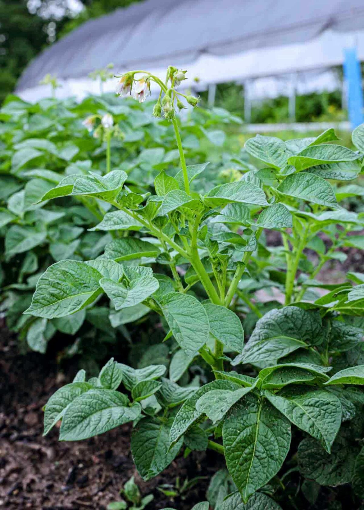 Potatoes plants are beginning to flower.