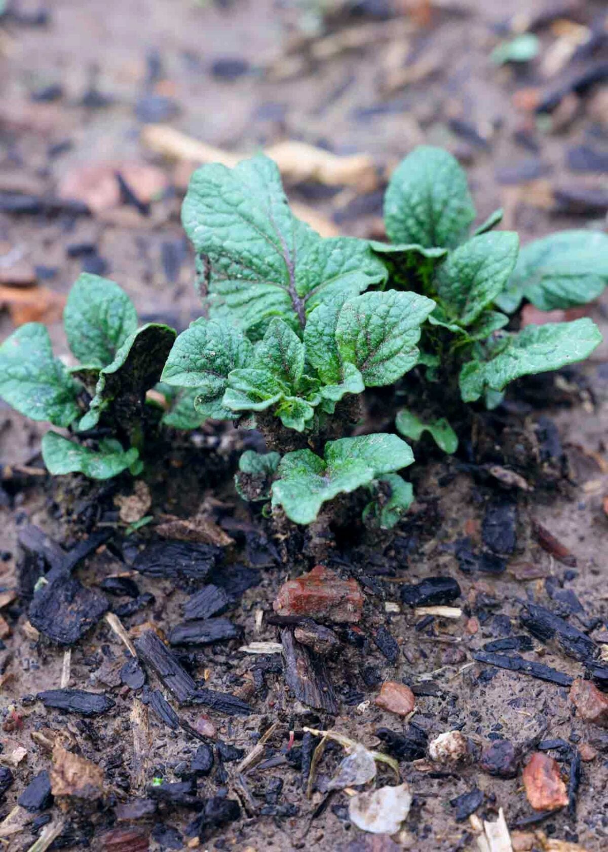 Potatoes just sprouting out of the soil.