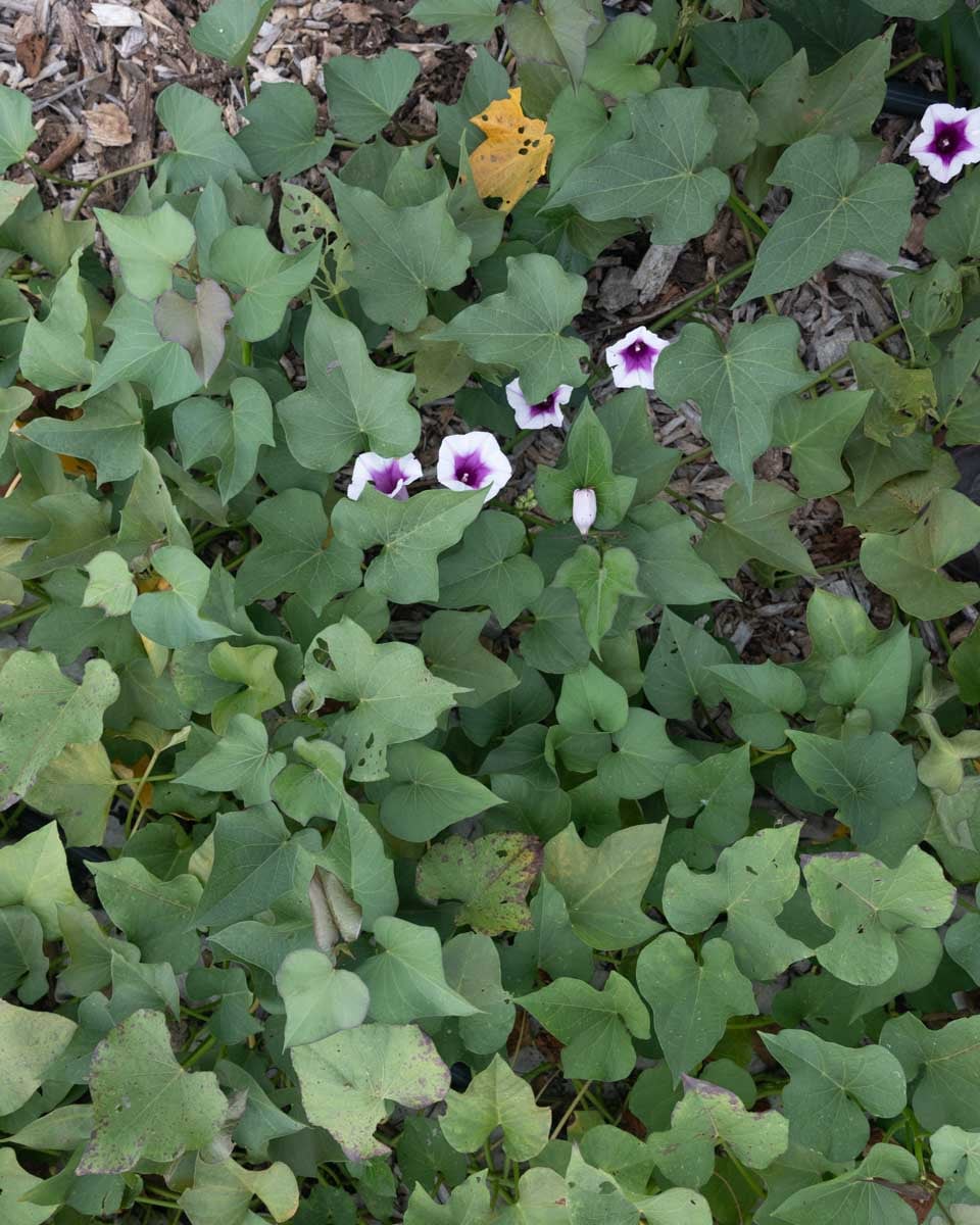 Sweet potatoes are flowering as they near maturity.