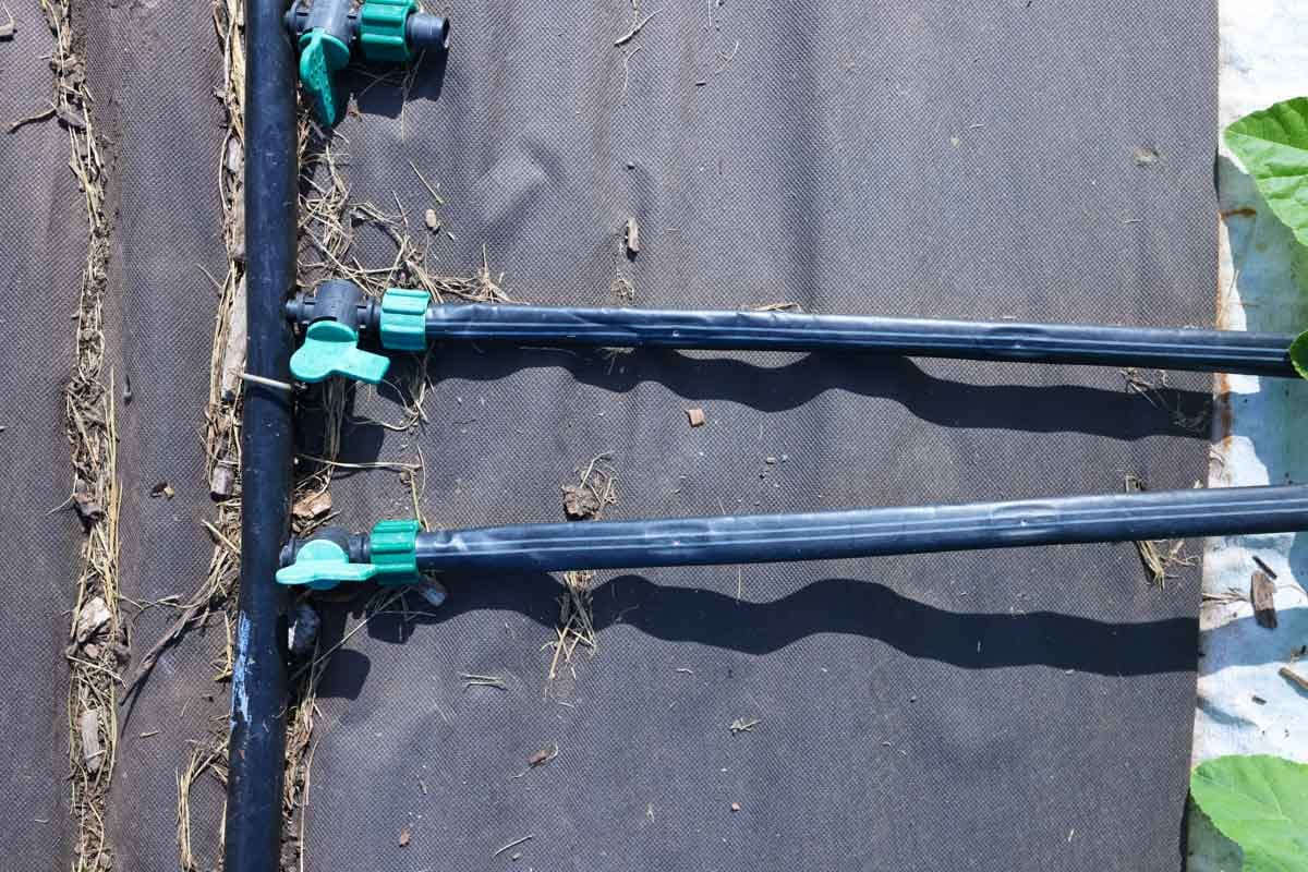 Drip irrigation hoses are connected to a mainline on the ground.